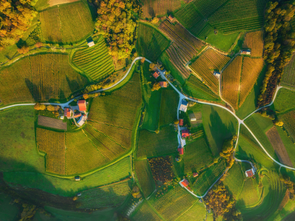 Vineyards from above von Ales Krivec