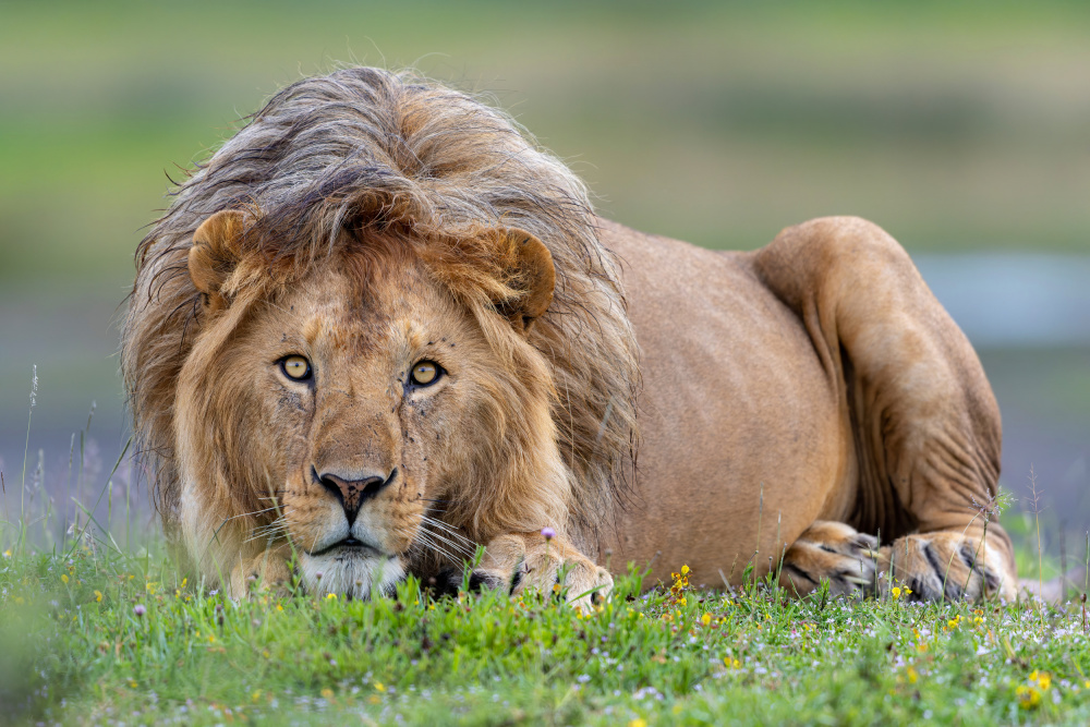 Look Out! von Alessandro Catta