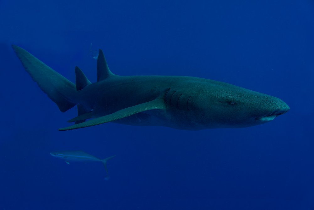 Nurse Shark von Alessandro Catta