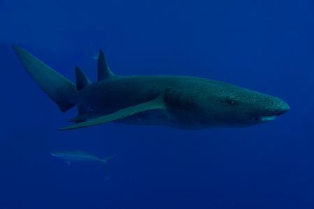 Nurse Shark