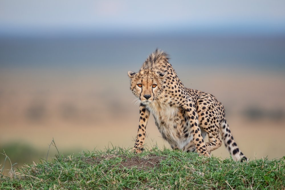 On The Top von Alessandro Catta