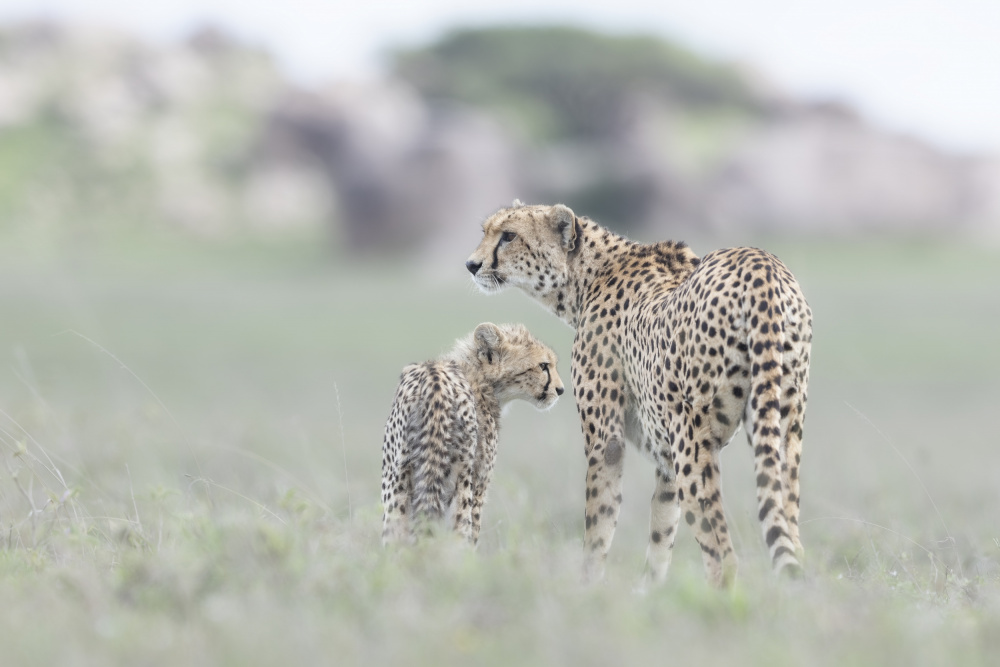 Searching for Breakfast von Alessandro Catta