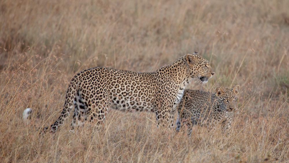 Hunting with Mama von Alessandro Catta