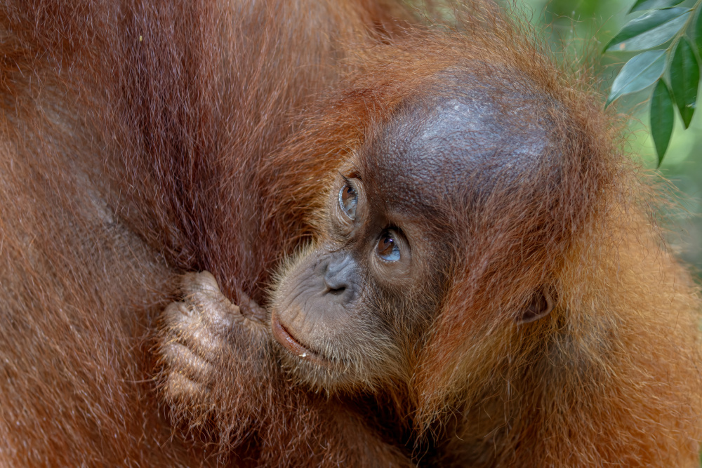 Baby Orango von Alessandro Catta