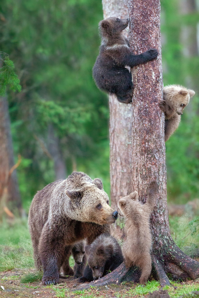 Bears Kindergarten von Alessandro Catta