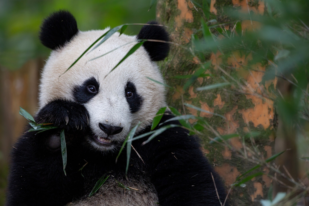 Bamboo Time von Alessandro Catta