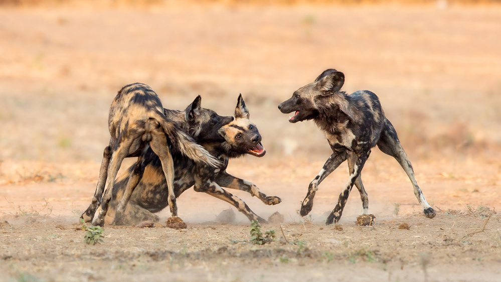 Painted Dogs von Alessandro Catta