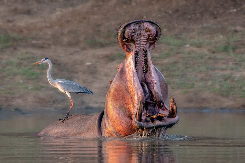 Dont Touch My Back! von Alessandro Catta