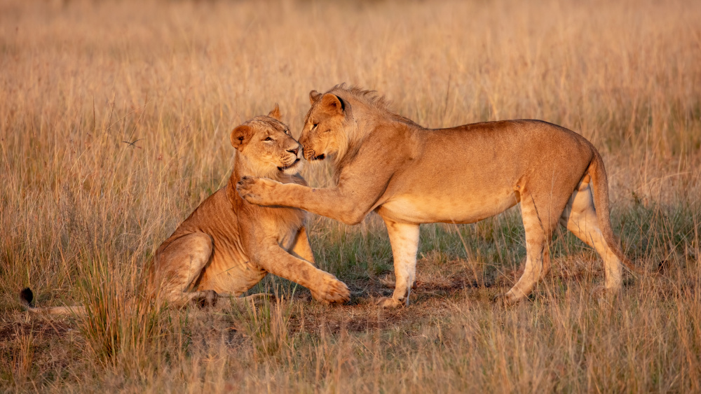 Brotherhood von Alessandro Catta