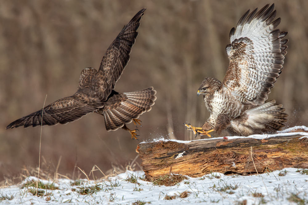 Buzzards Fighting von Alessandro Catta