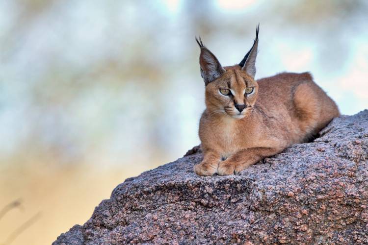 Caracal von Alessandro Catta