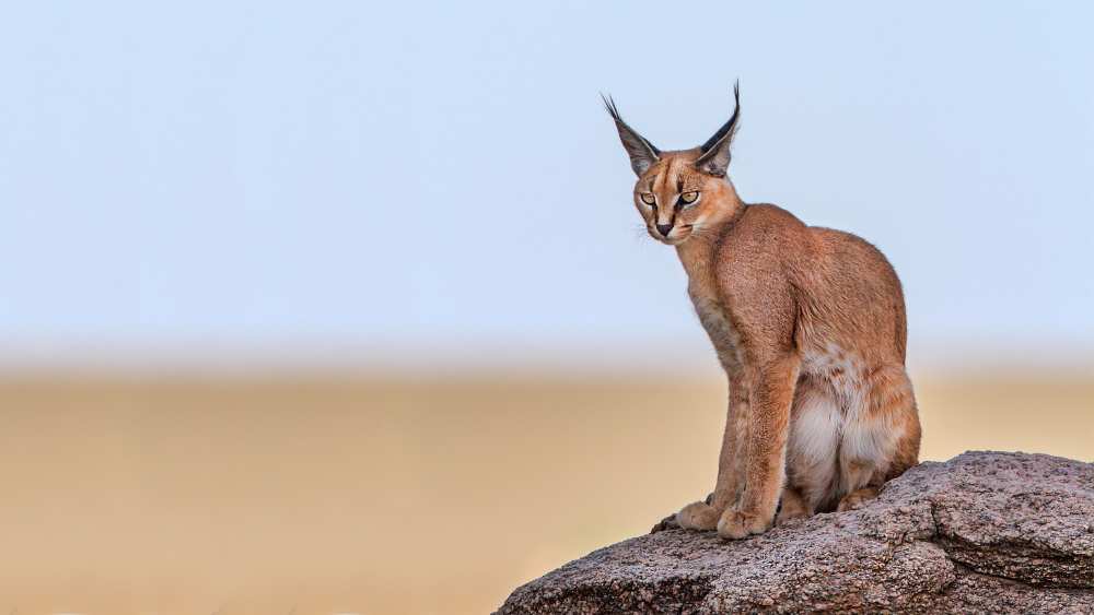 Caracal On Mars von Alessandro Catta