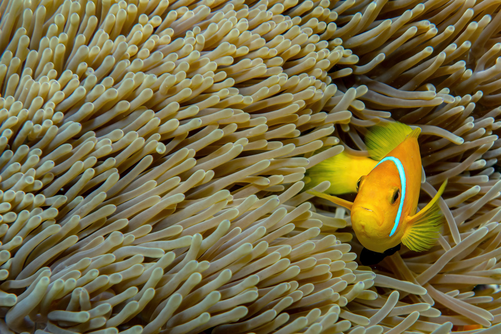 Clownfish von Alessandro Catta