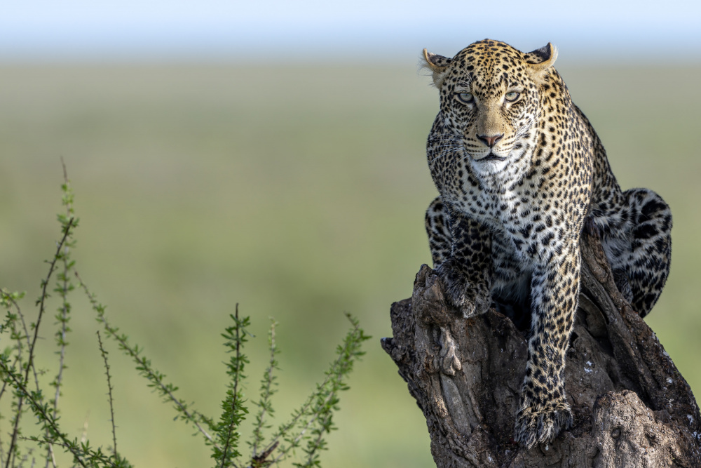 The Ghost of Serengeti von Alessandro Catta