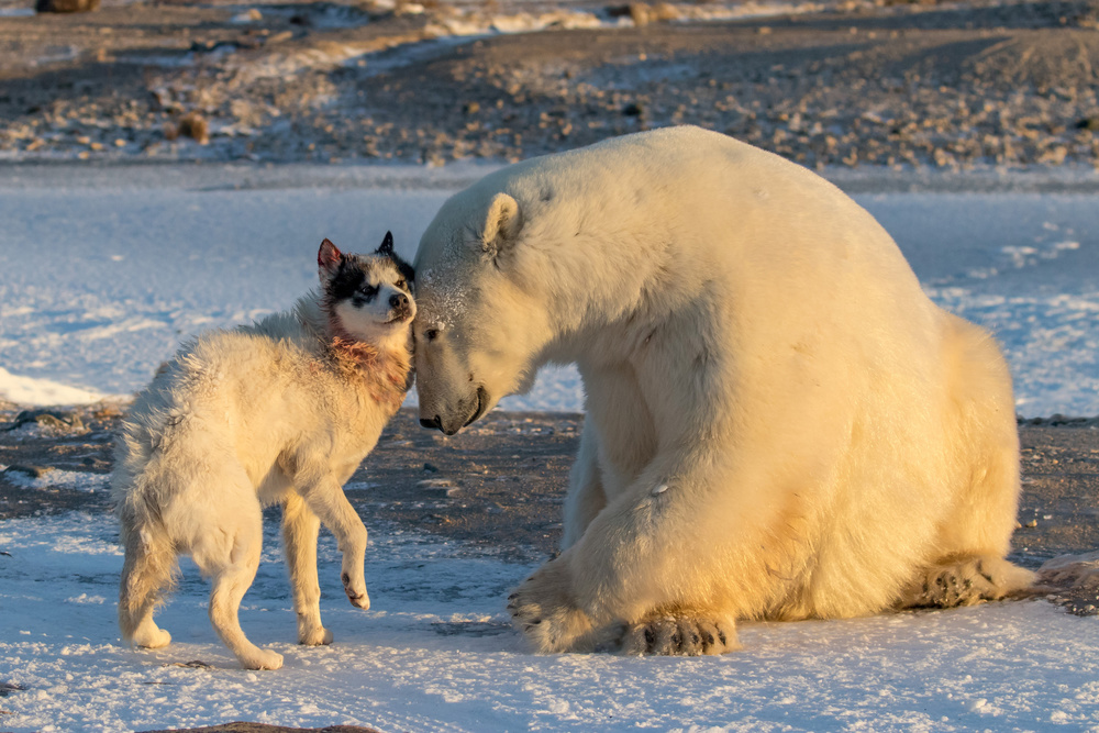 The Dog &amp; The Bear von Alessandro Catta