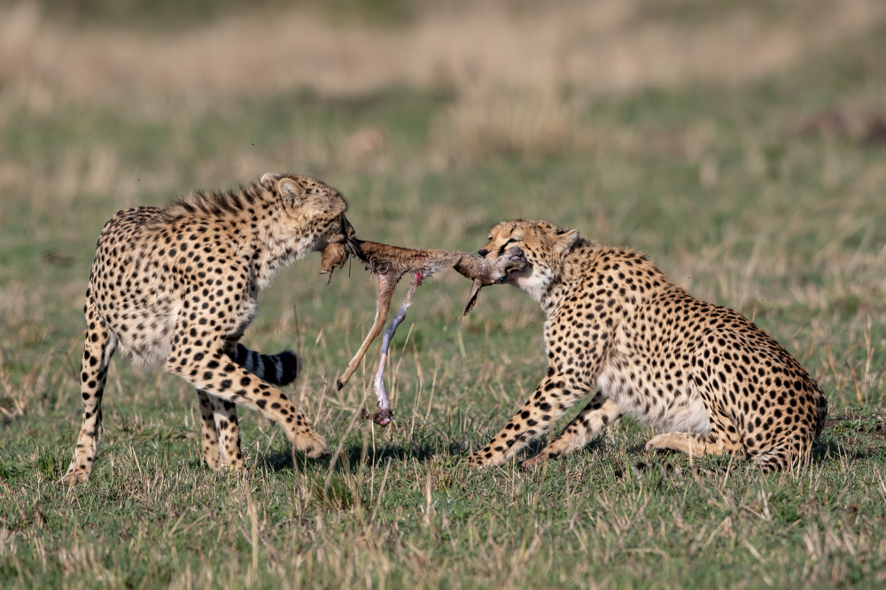 Push &amp; Pull von Alessandro Catta