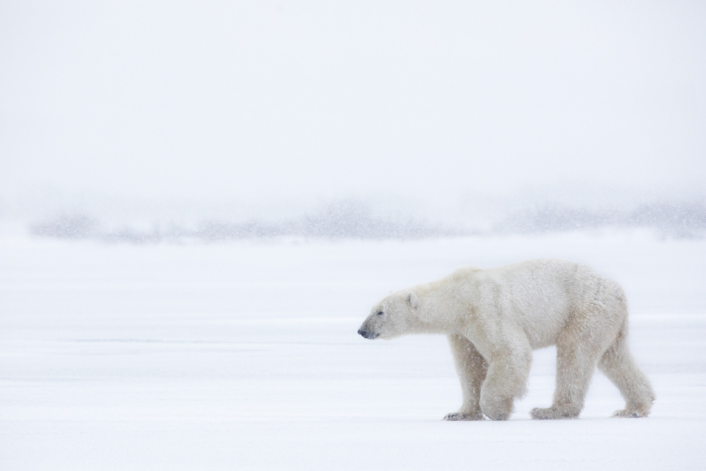 Polar Bear von Alessandro Catta