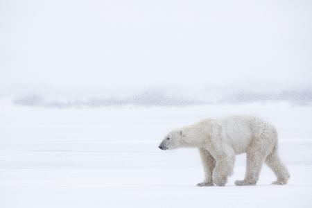 Polar Bear