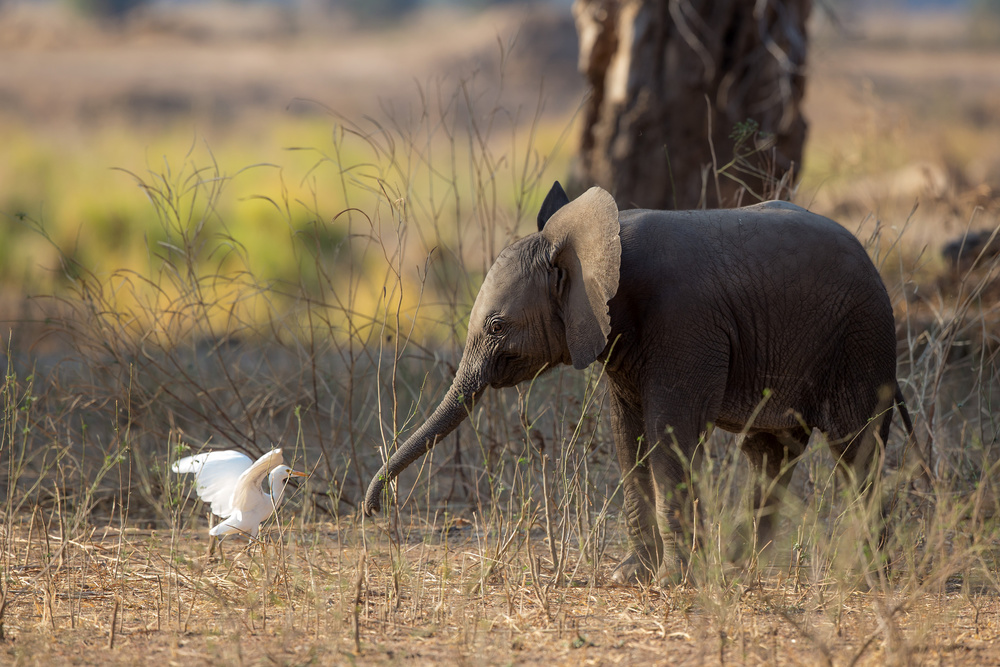 Elephant Cub VS Egret von Alessandro Catta