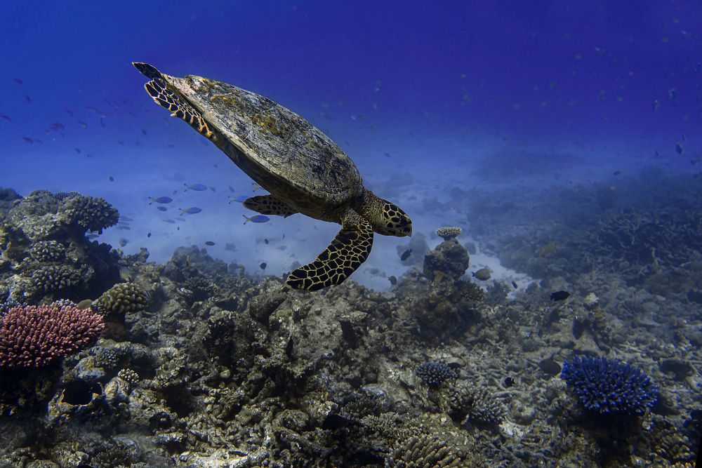 Eretmochelys Imbricata von Alessandro Catta