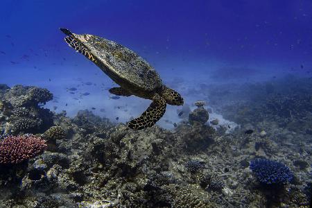 Eretmochelys Imbricata