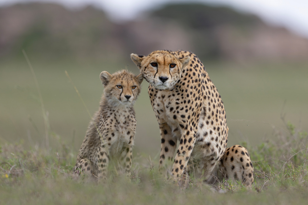 Family Portrait von Alessandro Catta