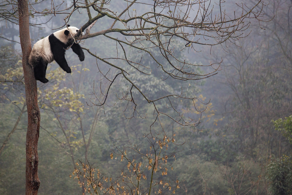 Lazy Panda von Alessandro Catta