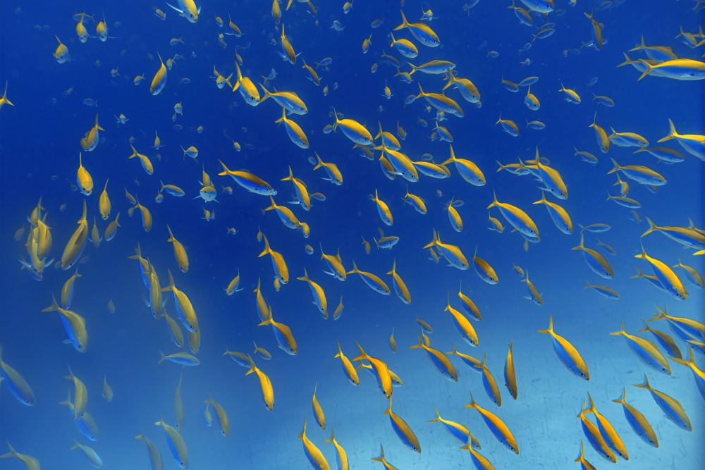 FiSh FrEnZy von Alessandro Catta