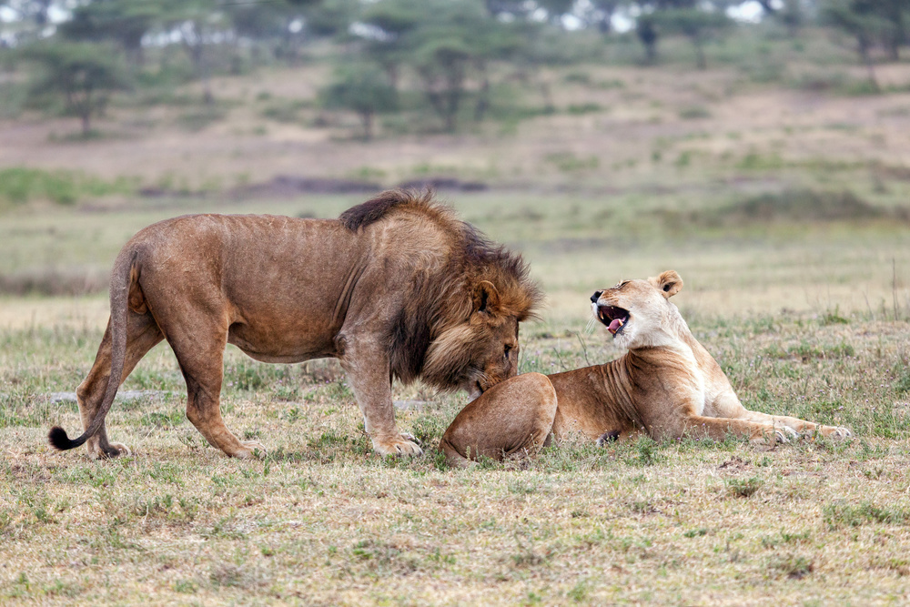 Flirting Lions von Alessandro Catta