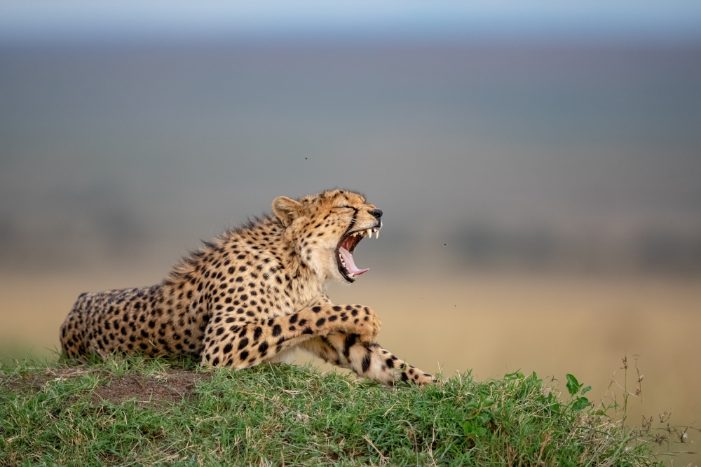 Yawn von Alessandro Catta