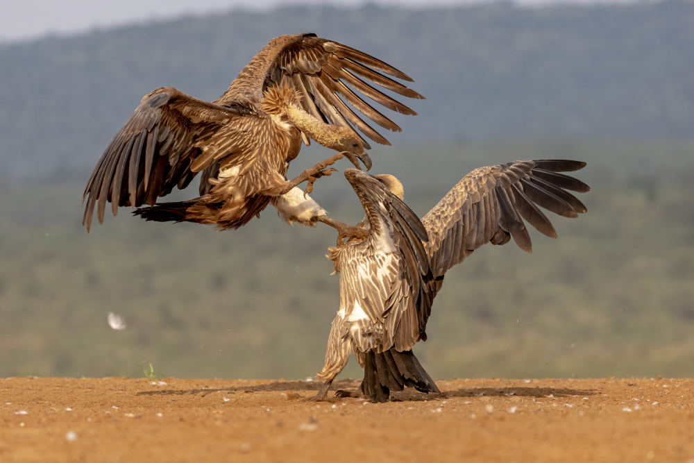 Vulture Fight von Alessandro Catta