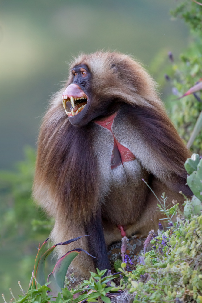 Gelada von Alessandro Catta