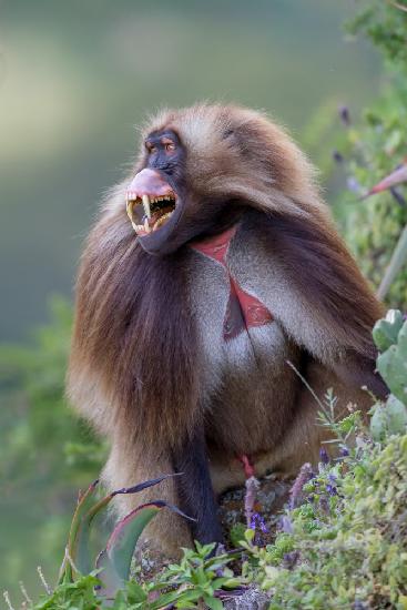 Gelada