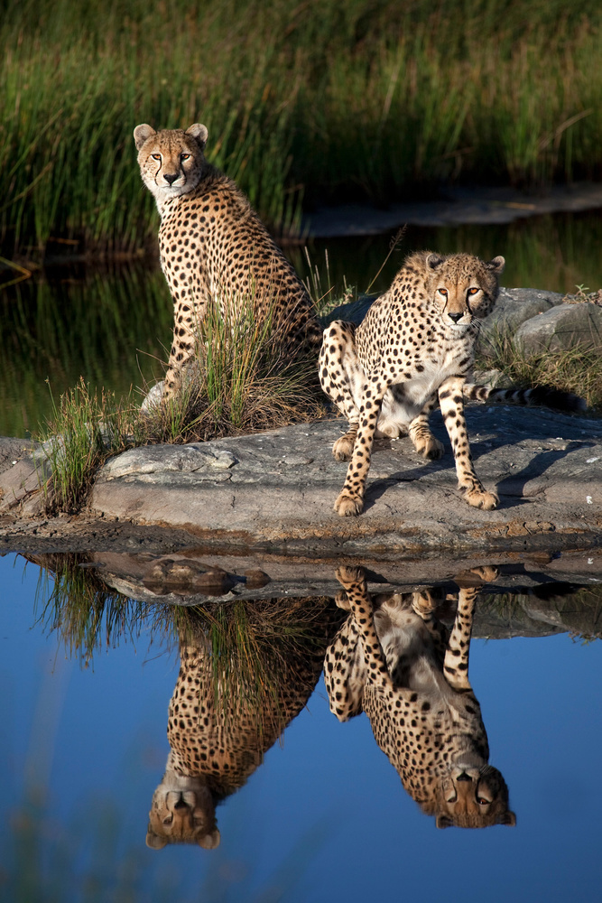 Cheetahs in the Mirror von Alessandro Catta