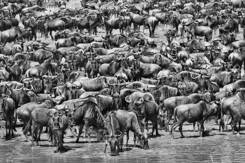 Great Migration von Alessandro Catta