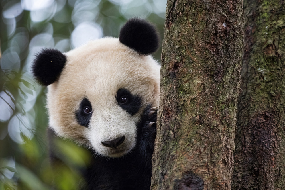 Peekaboo ! von Alessandro Catta