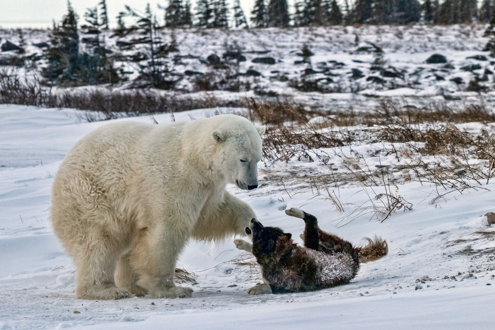 Playing Hard von Alessandro Catta