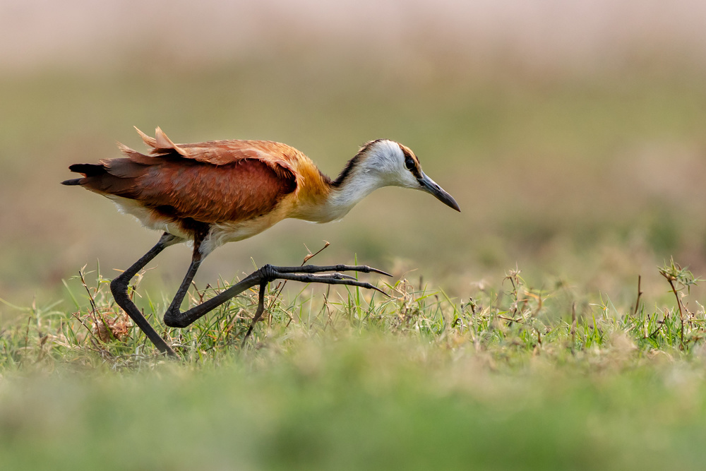 Jacana Walking von Alessandro Catta