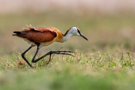 Jacana Walking