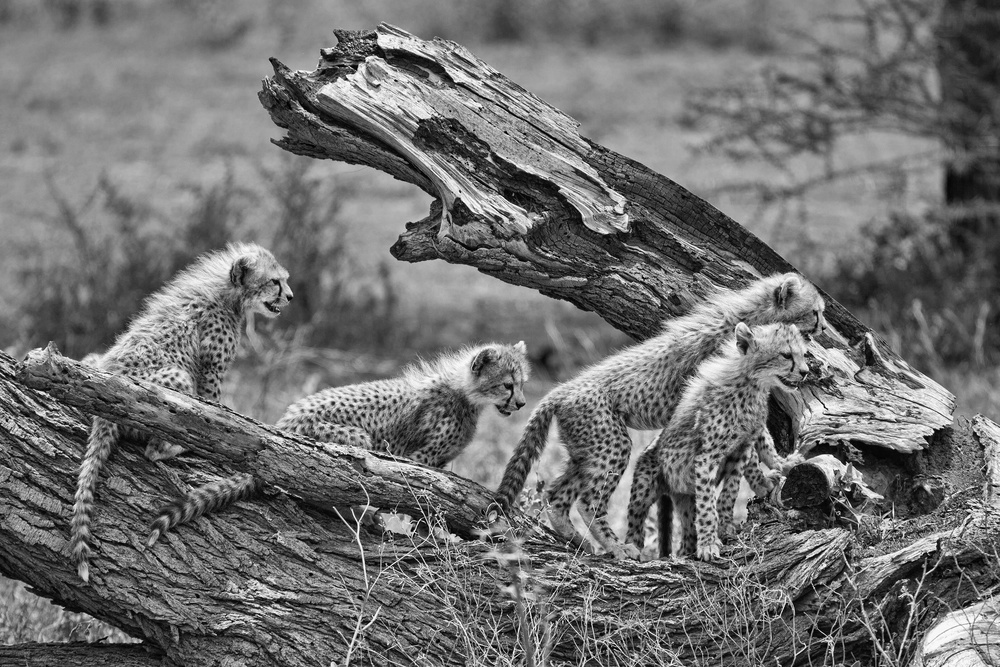 Cubs von Alessandro Catta