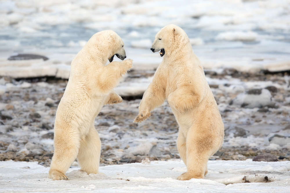 Fight ! von Alessandro Catta