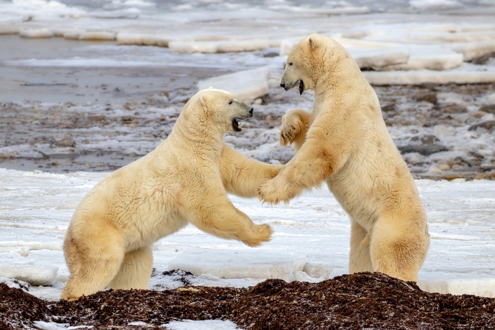 Fight !!! von Alessandro Catta