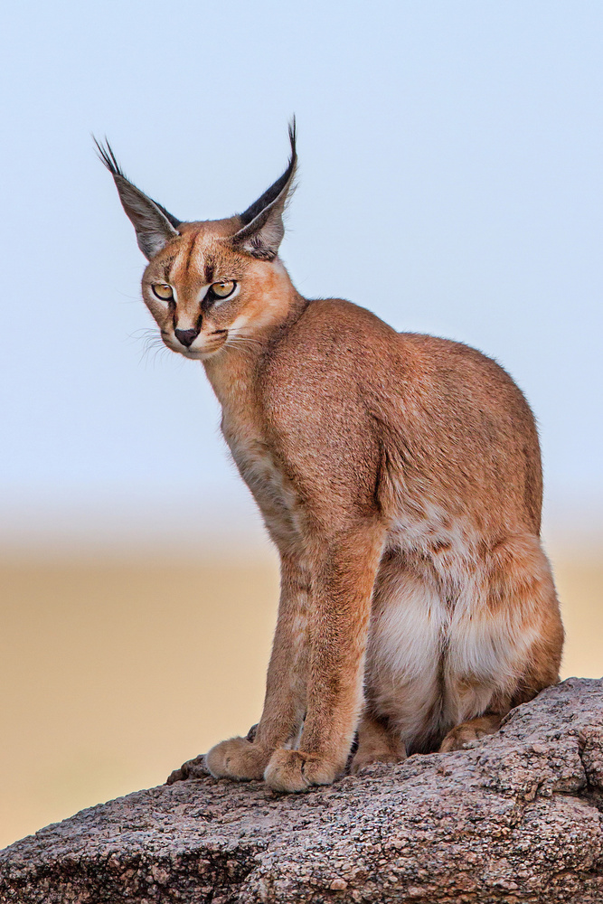 Caracal von Alessandro Catta