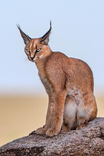 Caracal