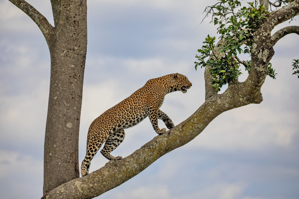 Climbing von Alessandro Catta