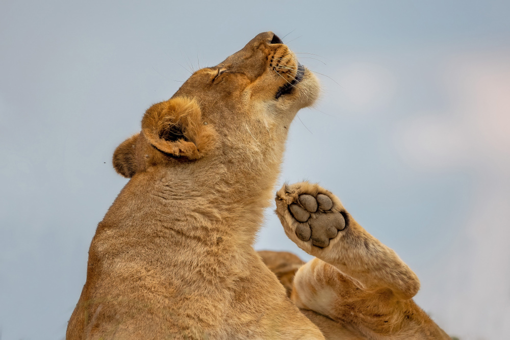 Scratching Time von Alessandro Catta