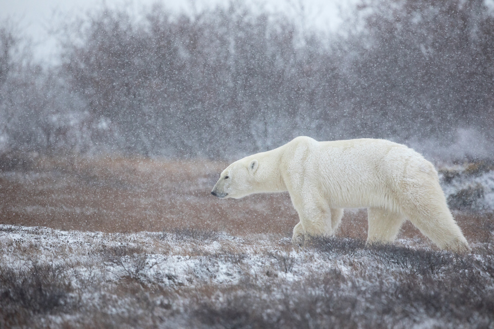 Let it Snow! von Alessandro Catta