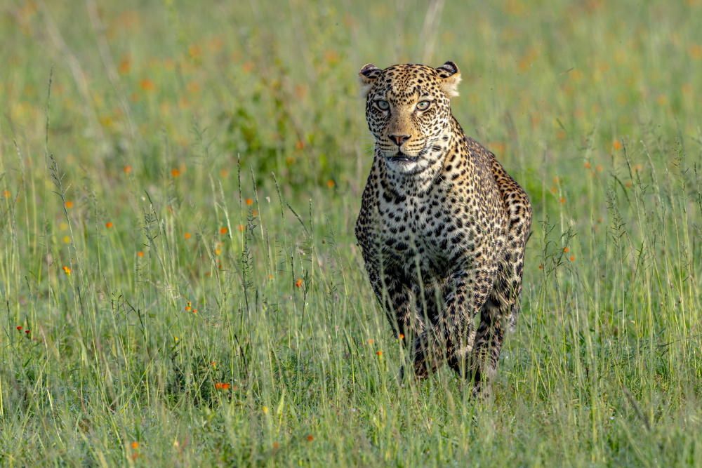 Running Leo von Alessandro Catta