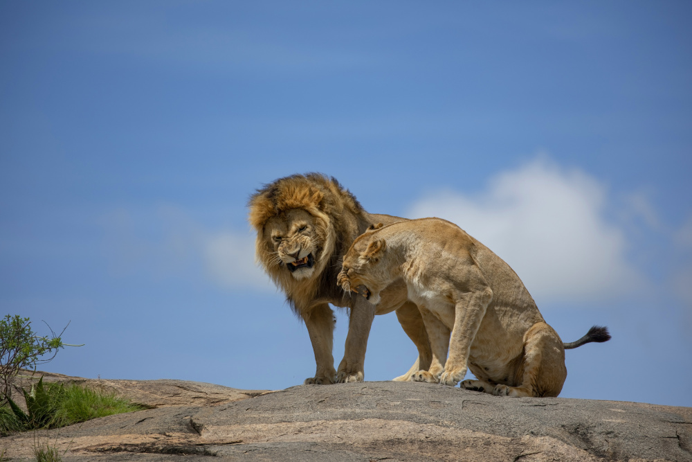 Lions in the Sky von Alessandro Catta