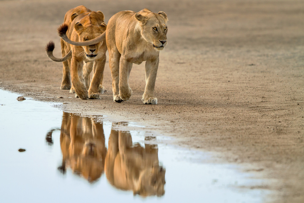 Lioness Gang von Alessandro Catta